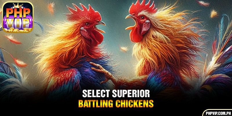 Select superior battling chickens