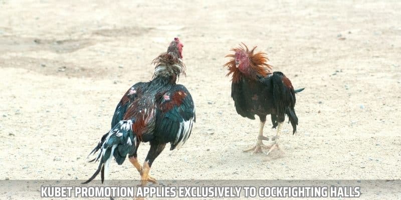 Play cockfighting to receive more attractive capital